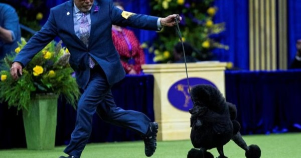 Pudel miniatur Sage meraih hadiah utama di Westminster Kennel Club Dog Show, Lifestyle News