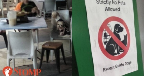 ‘Beberapa orang mungkin sensitif atau alergi’: Wanita terlihat makan dengan 2 anjing di meja di pusat jajanan meskipun ada tanda ‘tidak ada hewan peliharaan yang diizinkan’, Singapore News