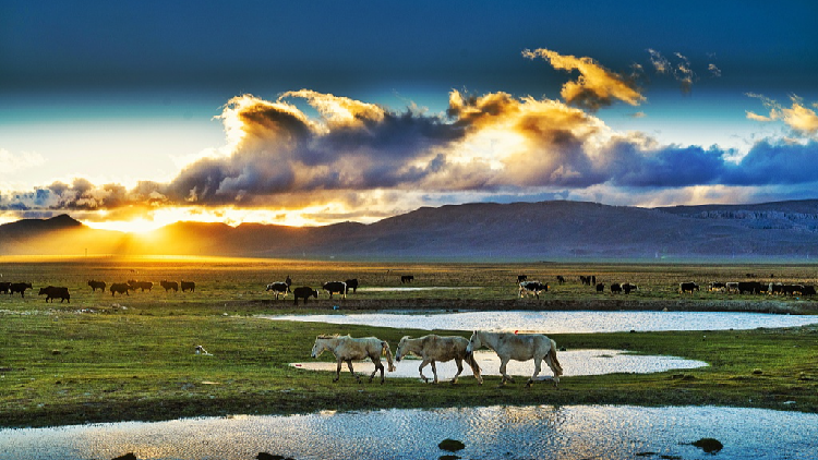 Studi mengungkapkan respons lahan basah rawa terhadap perubahan iklim di Dataran Tinggi Qinghai-Tibet